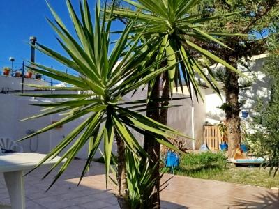 Huge Yucca - Palm with Offshoots