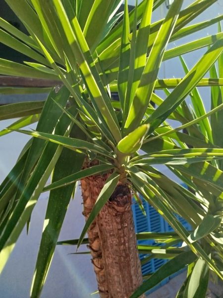 Huge Yucca - Palm with Offshoots