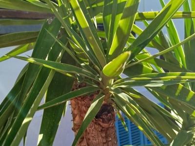 Huge Yucca - Palm with Offshoots