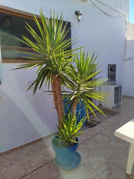 Huge Yucca - Palm with Offshoots