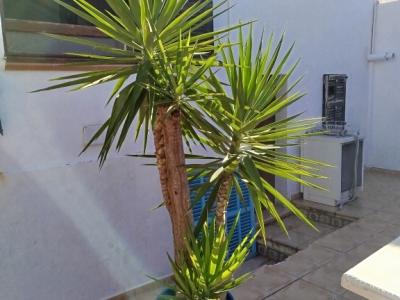Huge Yucca - Palm with Offshoots