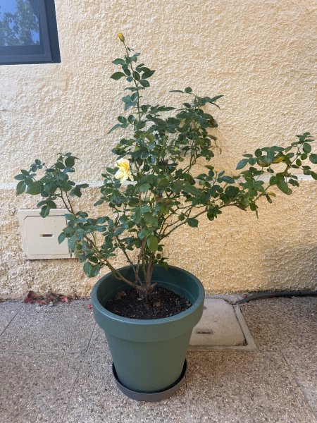 Rosen