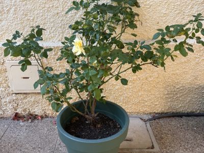 Rosen