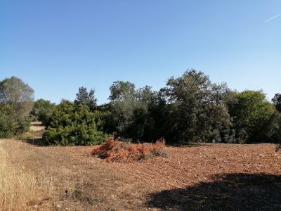Ruhiges Rustico Grundstück nahe Cas Concos