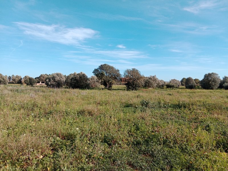 Rustico Grundstück bei Campos