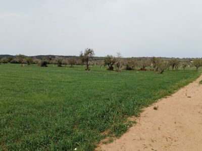 Rustico Grundstück mit Fernblick in der Nähe von Campos