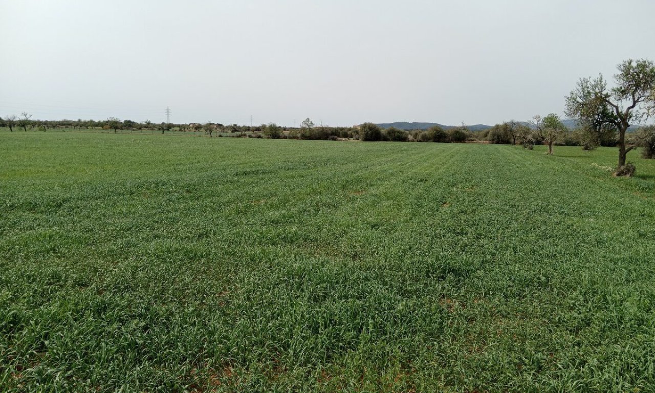Rustico Grundstück mit Fernblick in der Nähe von Campos