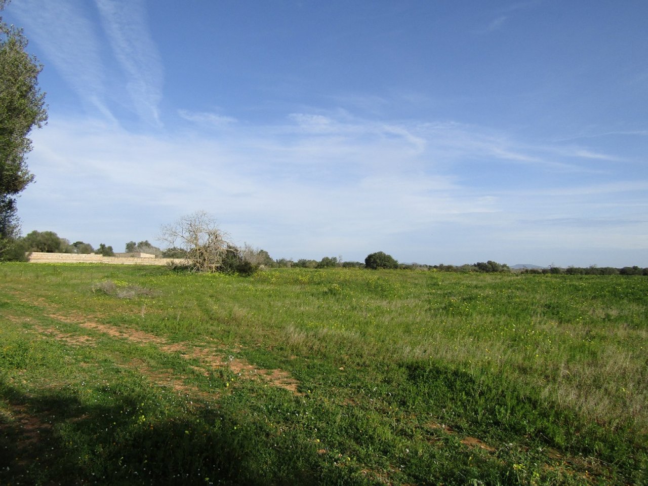 Rustico Grundstück mit Traumblick in Llucmajor