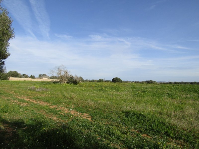 Rustico Grundstück mit Traumblick in Llucmajor