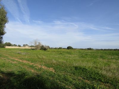 Rustico Grundstück mit Traumblick in Llucmajor