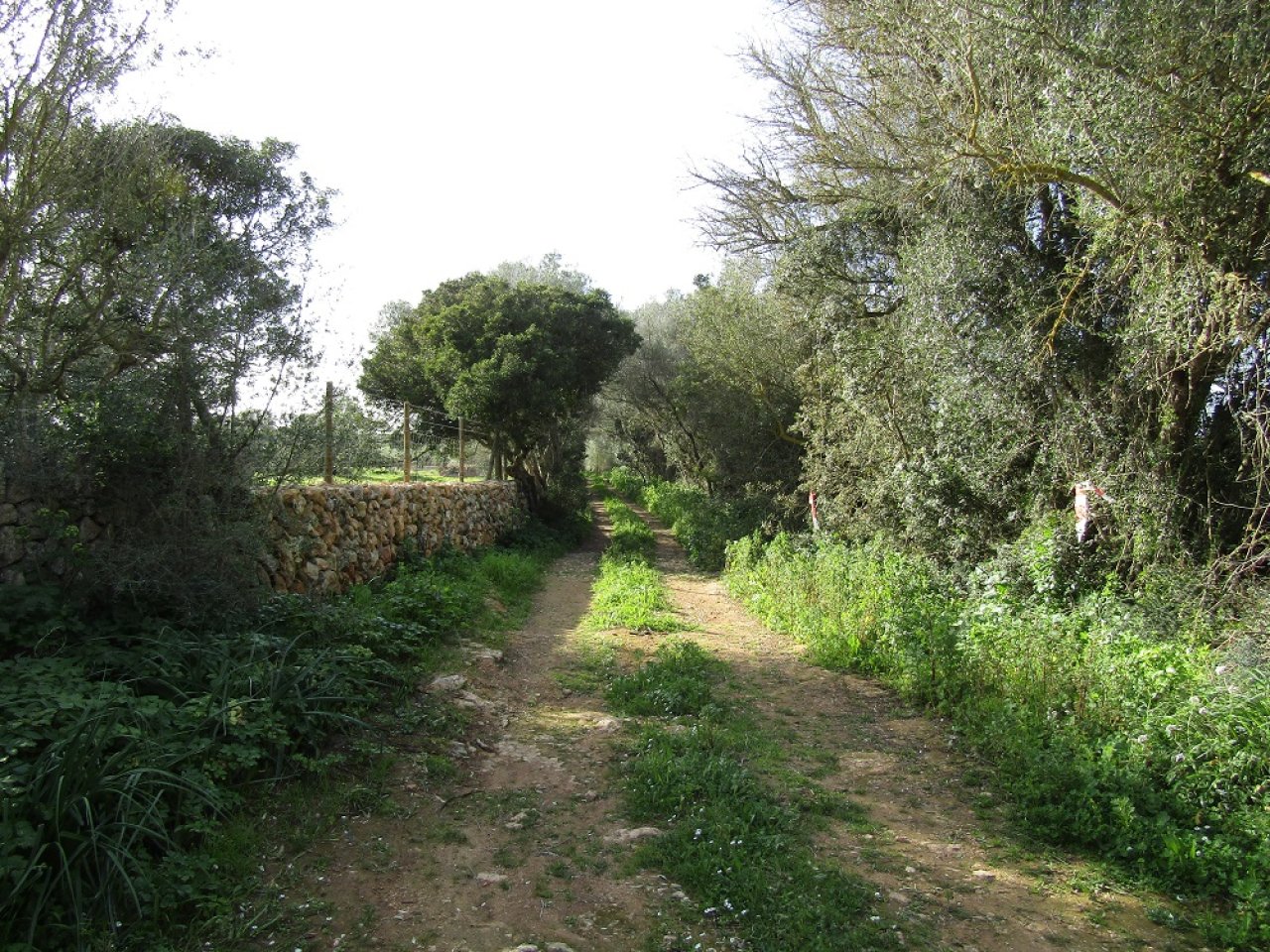 Rustico Grundstück mit Traumblick in Llucmajor