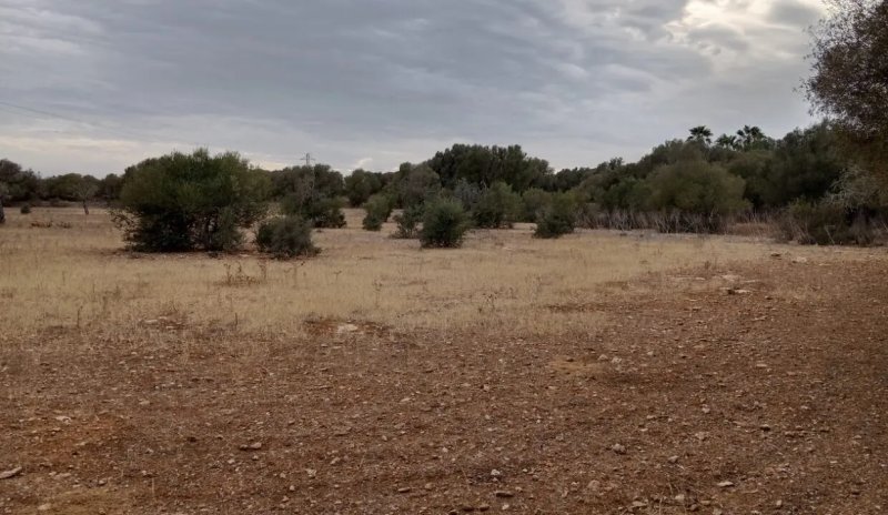 Rustico Grunstück in Ses Salines
