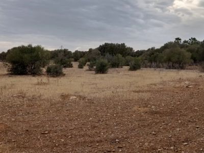 Rustico Grunstück in Ses Salines