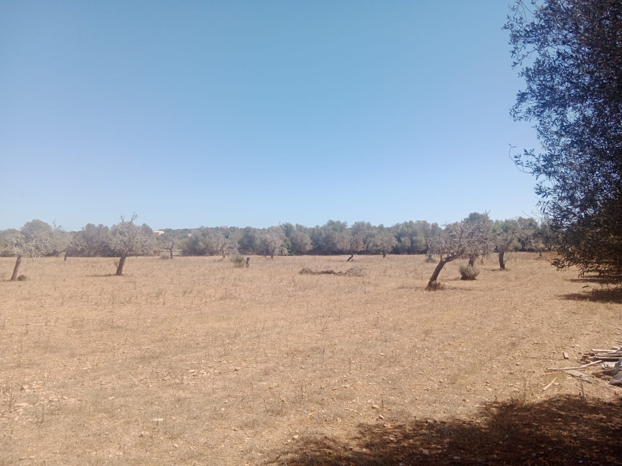 Terreno rústico en Ses Salines