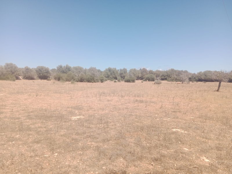 Rustico Grunstück in Ses Salines
