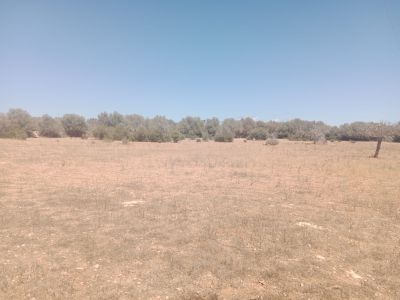 Rustico Grunstück in Ses Salines