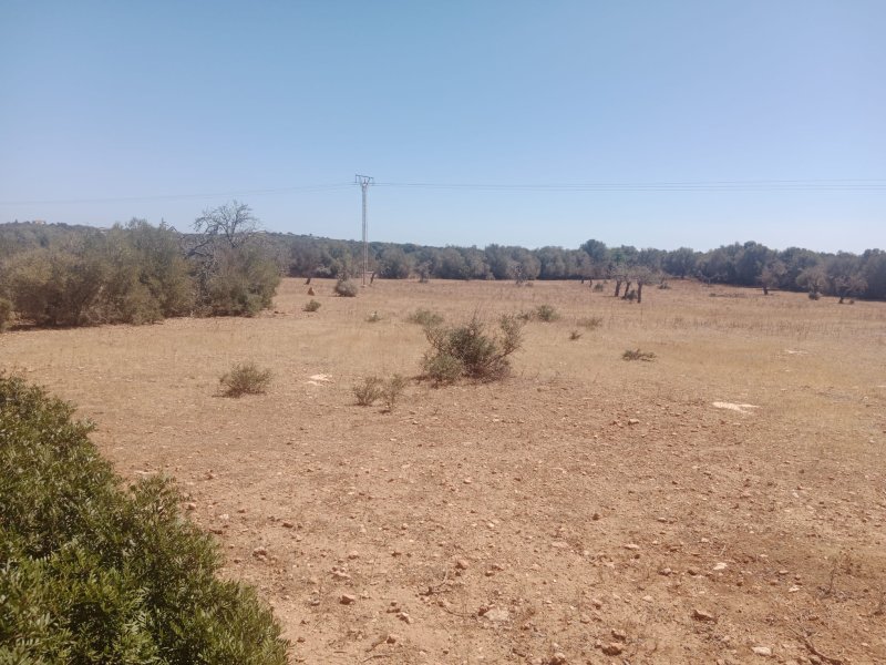 Rustico Grunstück in Ses Salines