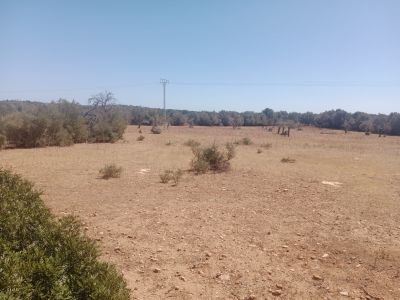 Rustico Grunstück in Ses Salines