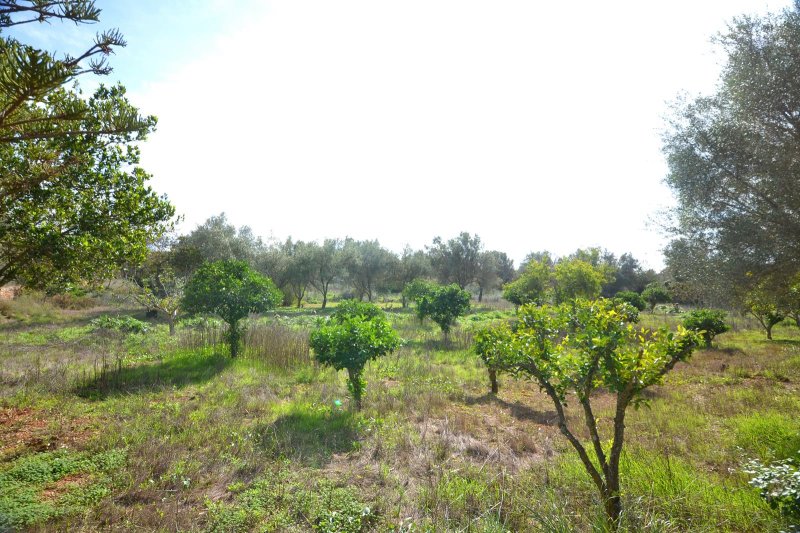 Rustic Finca Dream with Private Well near Llucmajor