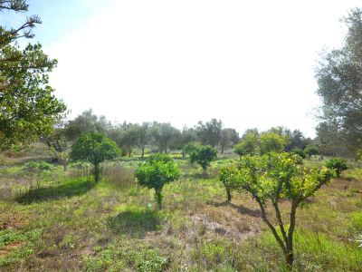 Rustic Finca Dream with Private Well near Llucmajor
