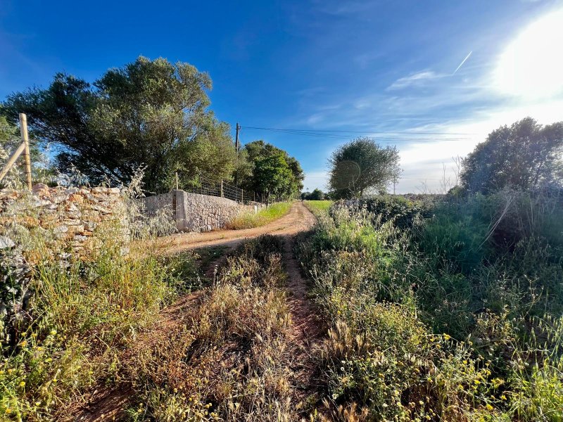 Rustikales Grundstück in Felanitx an Privatweg mit Netzstrom