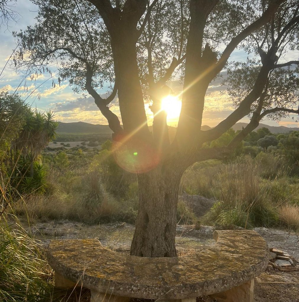 Season apartment on a quiet finca in the Mallorcan campo near Artà 1.9. to 3.10.