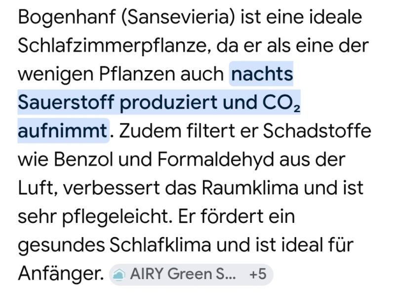 Esquejes de Sansevieria 40 - 45 cm de alto