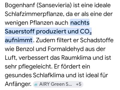 Esquejes de Sansevieria 40 - 45 cm de alto