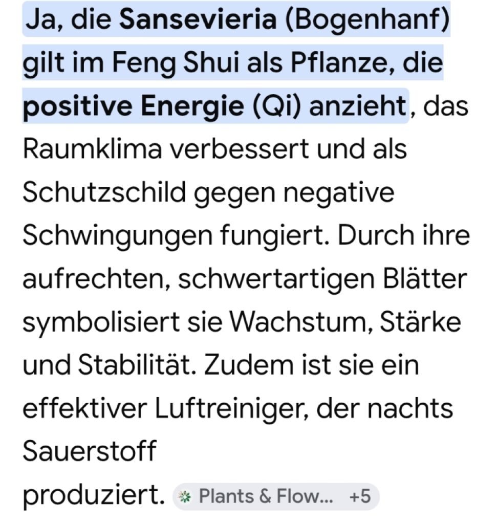 Esquejes de Sansevieria 40 - 45 cm de alto