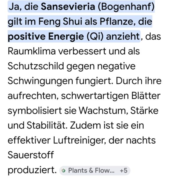 Esquejes de Sansevieria 40 - 45 cm de alto