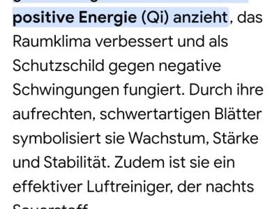 Esquejes de Sansevieria 40 - 45 cm de alto