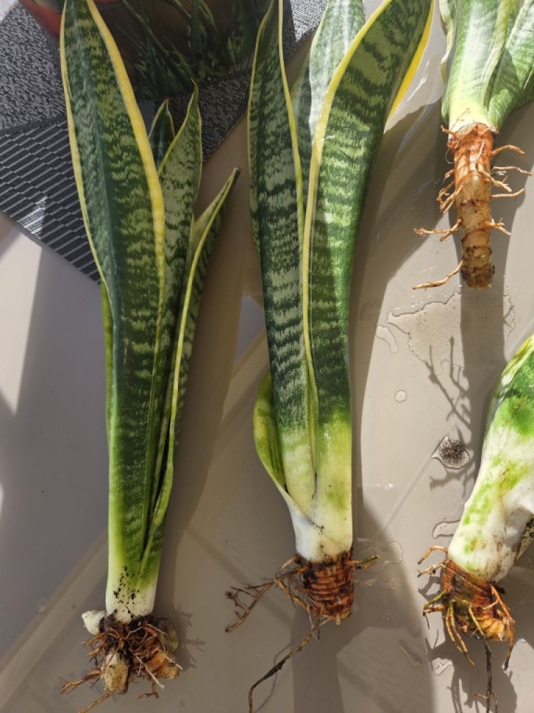 Esquejes de Sansevieria 40 - 45 cm de alto