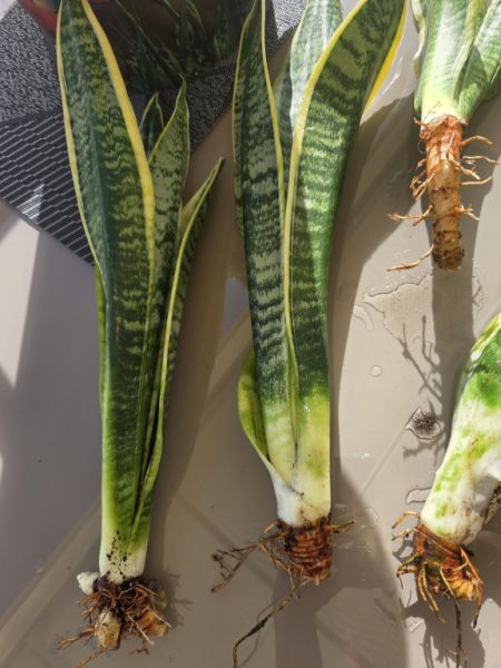 Esquejes de Sansevieria 40 - 45 cm de alto