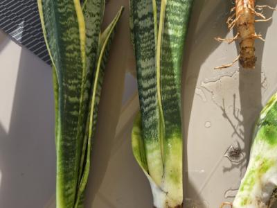 Esquejes de Sansevieria 40 - 45 cm de alto