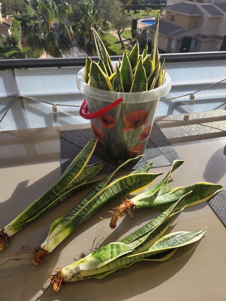 Esquejes de Sansevieria 40 - 45 cm de alto