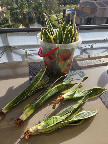 Esquejes de Sansevieria 40 - 45 cm de alto