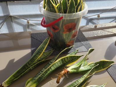 Esquejes de Sansevieria 40 - 45 cm de alto