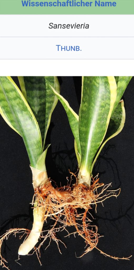 Esquejes de Sansevieria 40 - 45 cm de alto