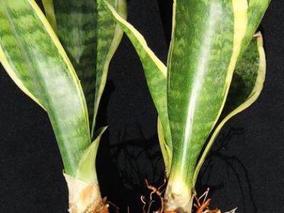 Esquejes de Sansevieria 40 - 45 cm de alto