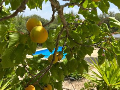 SANT JOAN (CENTRE OF THE ISLAND): Charming finca with pool, private well, guest apartment and 82 m² shed