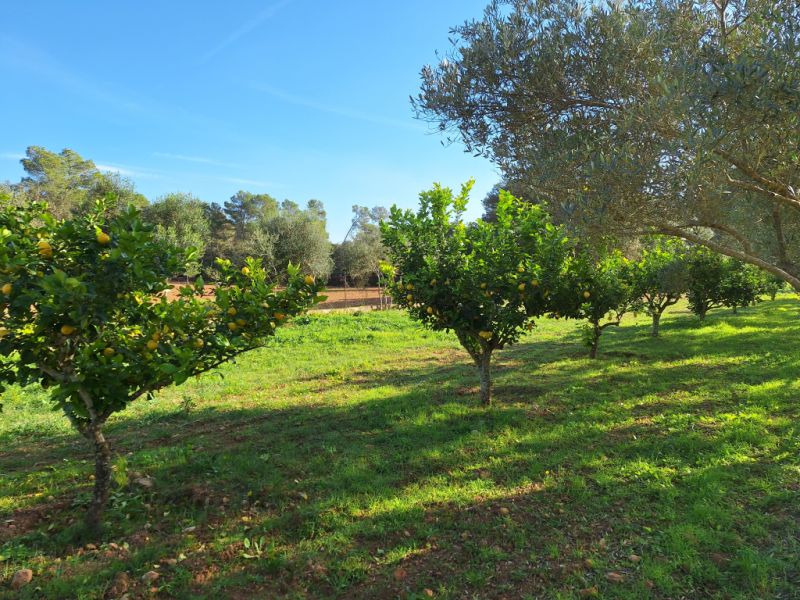 SANT JOAN (CENTRE OF THE ISLAND): Charming finca with pool, private well, guest apartment and 82 m² shed
