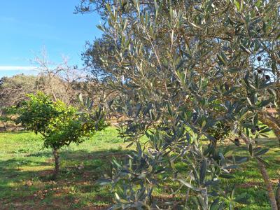 SANT JOAN (CENTRE OF THE ISLAND): Charming finca with pool, private well, guest apartment and 82 m² shed