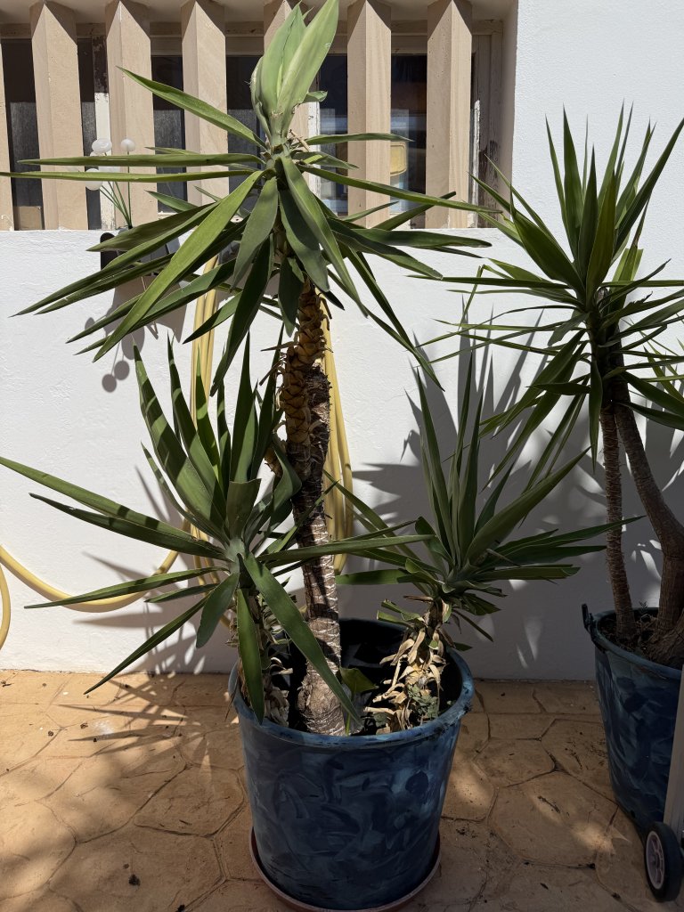 Schön gewachsene Yuccas abzugeben, 3 Stück