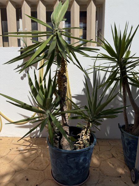 Schön gewachsene Yuccas abzugeben, 3 Stück