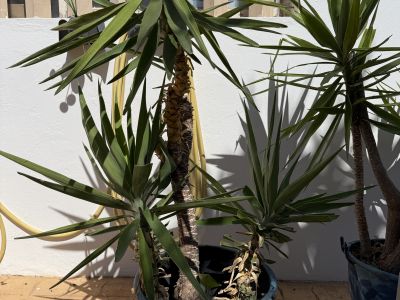 Schön gewachsene Yuccas abzugeben, 3 Stück