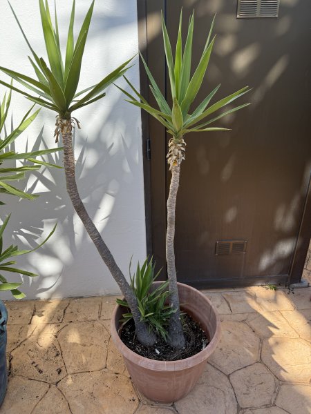 Schön gewachsene Yuccas abzugeben, 3 Stück
