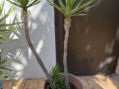 Schön gewachsene Yuccas abzugeben, 3 Stück