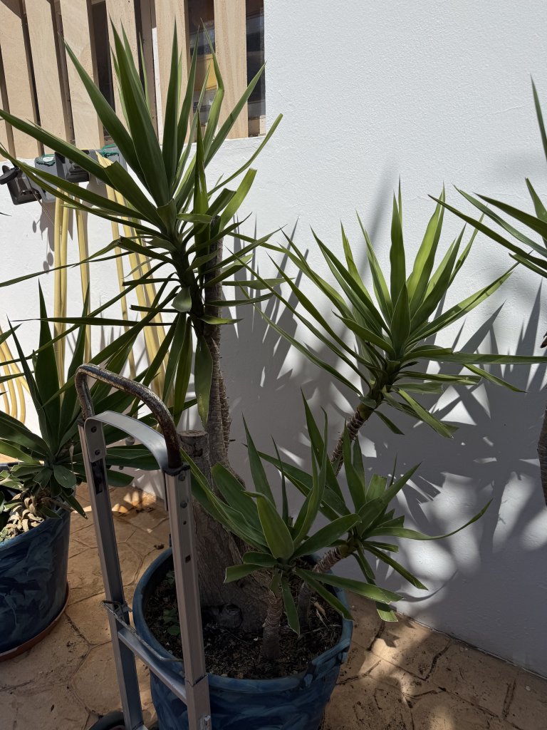 Schön gewachsene Yuccas abzugeben, 3 Stück