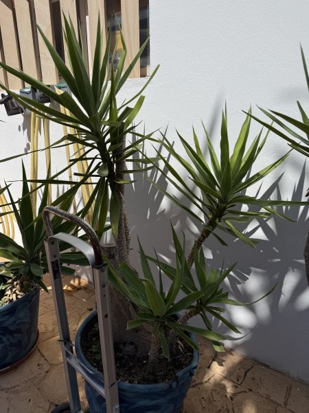 Schön gewachsene Yuccas abzugeben, 3 Stück
