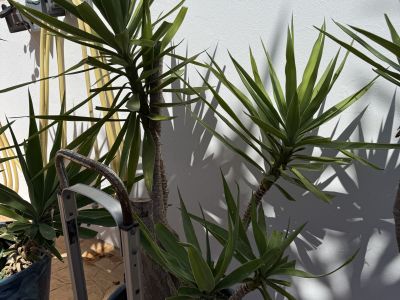 Schön gewachsene Yuccas abzugeben, 3 Stück